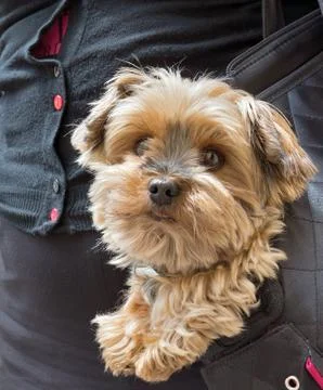 Dog in a handbag Stock Photos