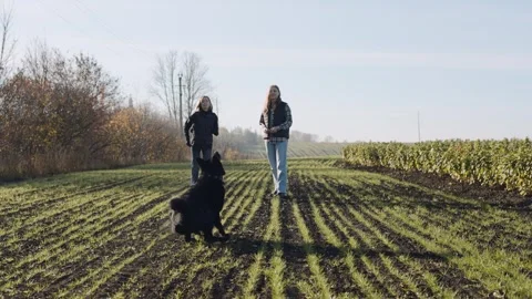 Dog handler guides dog through a field with two people on a sunny day in autumn Stock Footage 325579633