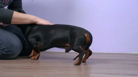 Dog with handler is sitting on floor room sniffing hand moving backward hugging Stockbeeldmateriaal 233048844