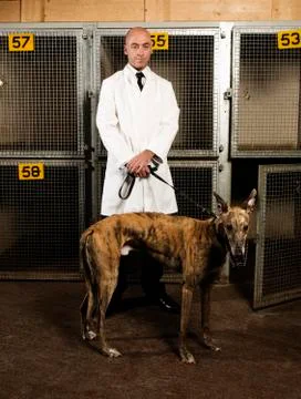Dog handler standing in front of a cages in a greyhound track kennel, holding a Stock Photos