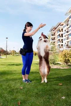 Dog Handler Training Australian Shepherd Stock Photos