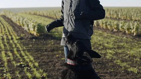 Dog handler training a dog in a vineyard on a sunny day in autumn Stock Footage 325582279