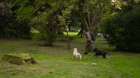 Dog handler trains and fooling around with Labrador Retrievers pets in park. Stock Footage 163844679