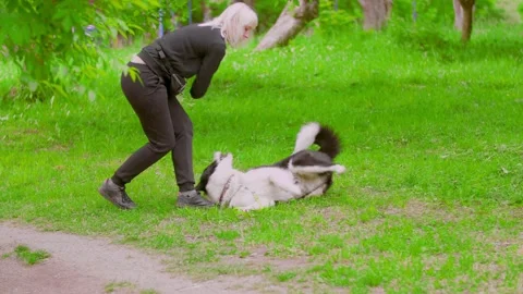 Dog handler trains a dog Stock Footage 131152043