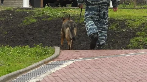 A dog handler walks with a dog in the park Video stock 163977513