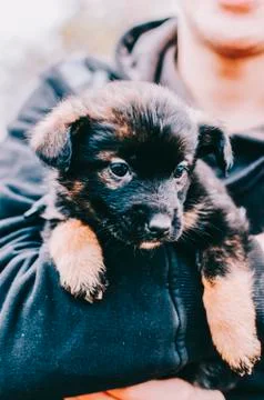 Dog In hands Stock Photos