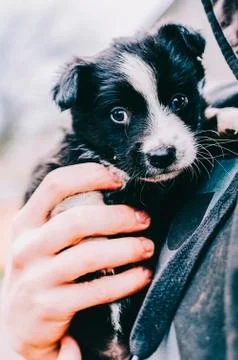 Dog In hands Stock Photos