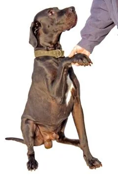 Dog  handshake Stock Photos