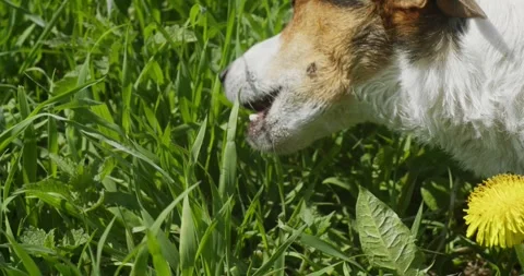 A dog is happily exploring the lush green grass with yellow dandelions in a Stock Footage 277596107
