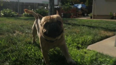 Dog Happily Running On Grass Towards Camera Chasing In Slow Motion 스톡 동영상 60265331