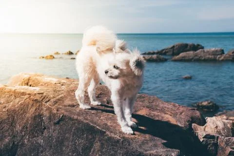 Dog happy fun on rocky beach when travel at sea Foto stock