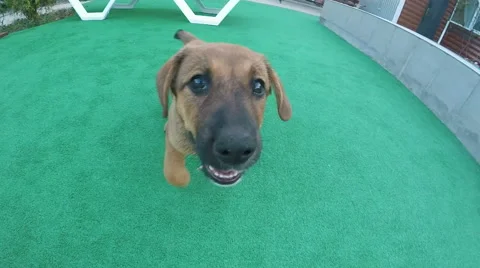 Dog Happy to the Owner Stock Footage