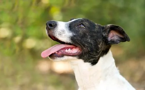Dog Happy Stock Photos