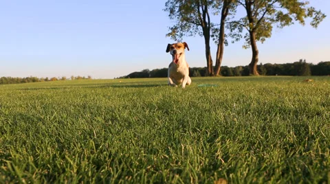 Dog happy play Vídeo Stock 45864343