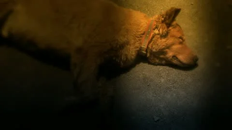 Dog hard breathing 스톡 동영상 10829837