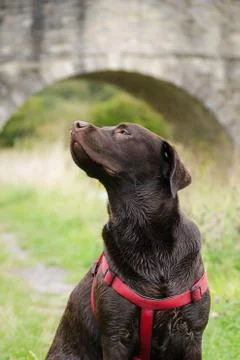 Dog with harness Stock Photos