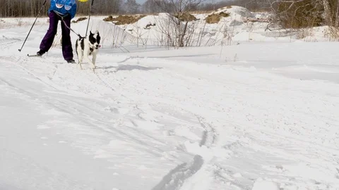 Dog in harness with skier Stock Footage 104486141