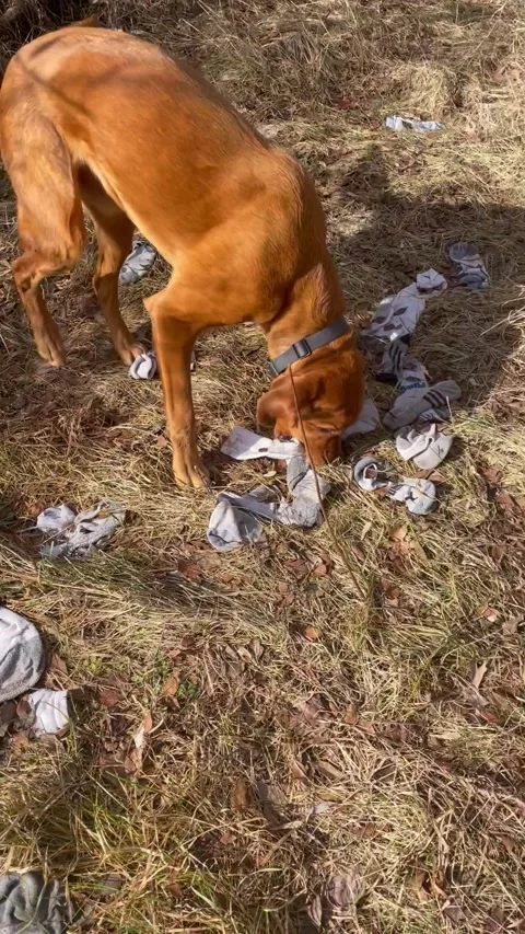 Dog Has Been Stealing Dad's Socks, Michigan, USA Stock Footage 297793927