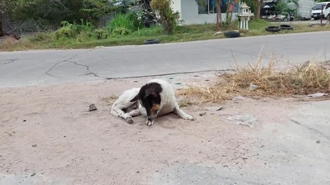 The dog has a broken leg Stock Footage 260538883