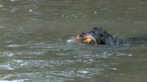 Dog has fun in the water Stock Footage 46610654
