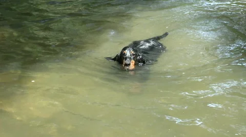 Dog has fun in the water Stock Footage 46613074