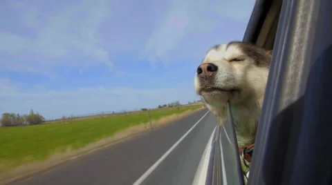 Dog has her head out a car window Stock Footage
