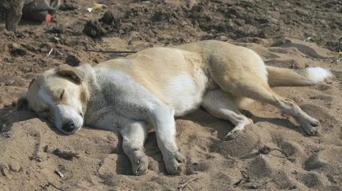 The dog has a rest lying on the sand Stock-Footage 62086138