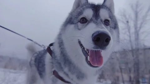 Dog hasky running in winter forest in a circle. Stock Footage 72274863