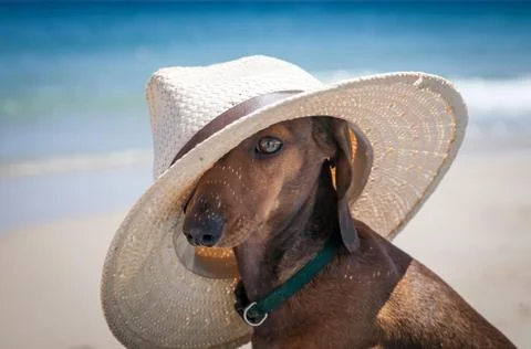Dog with hat on the beach Stock Photos