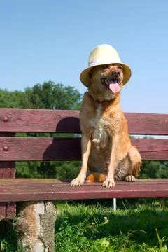 Dog with hat Stock Photos