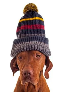 Dog with a hat Stock Photos
