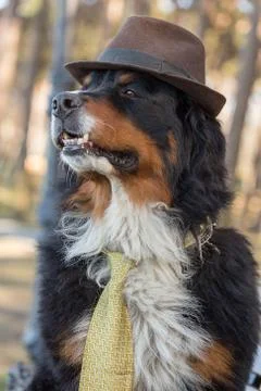 Dog in hat Фото