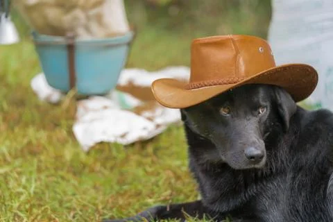 Dog with hat Foto stock