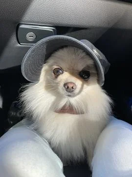Dog with the hat Stock Photos