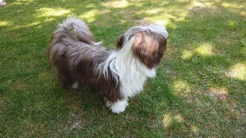 Dog havanezer Stock Footage 109052844