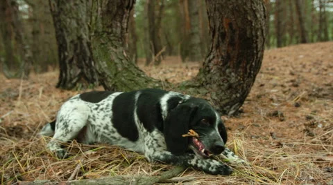 Dog have fun RAW Stock Footage 44475089
