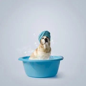 Dog having a bath in a plastic basin Stock Photos