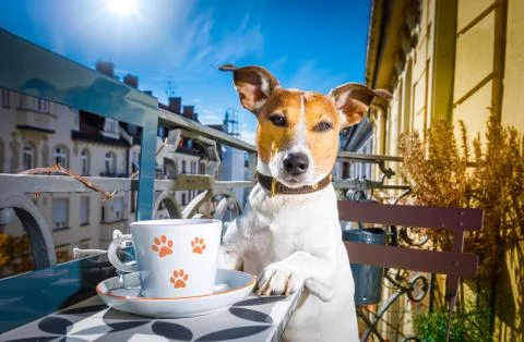 Dog having a coffee break Stock-Fotos