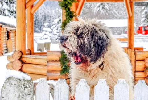 Dog having fin in the snow Stock Photos