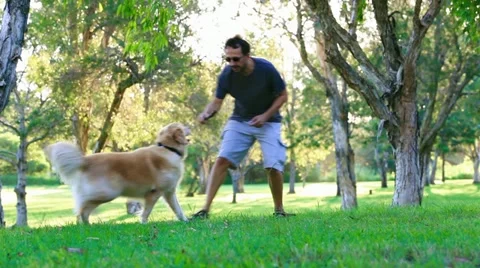 Dog having fun and fetching a stick in the park Stock Footage 10881244