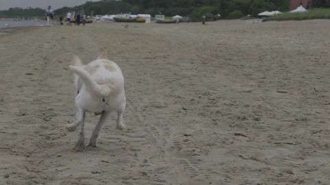 Dog having a fun on the beach Stock Footage 150460666
