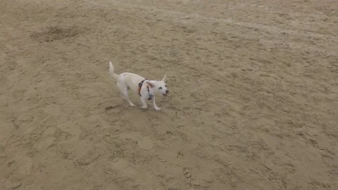 Dog having a fun on the beach Stock Footage 150464063