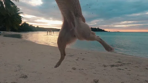 Dog having fun eating sand in moorea, tahiti Stock Footage 256306464