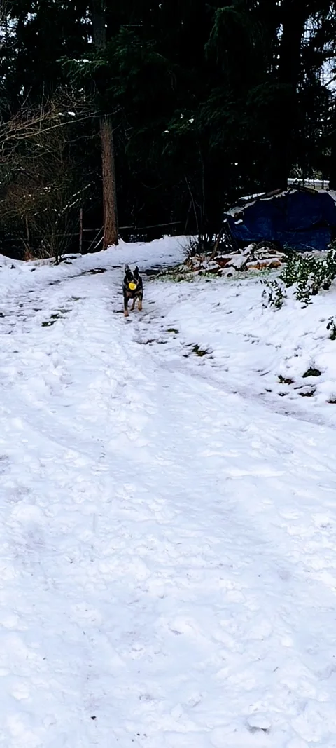 Dog having fun fetching toy and playing in the woods Stock Footage 167768844