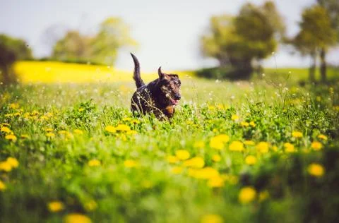 Dog having fun in field of springtime buttercups Stock Photos