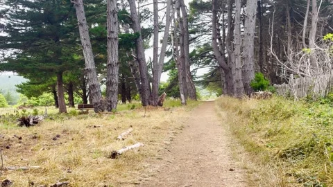 Dog having fun playing with a ball in the woods Stock Footage 251678502