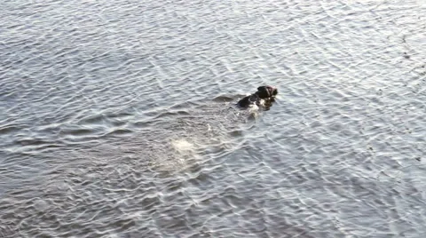 Dog Having Fun in the River, Catch its Toy and Brings to the Host Stock-Footage 68350880