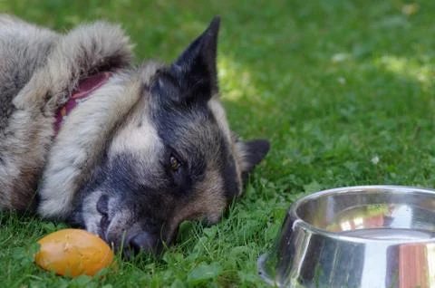 Dog Having A Nap Stockfoto's