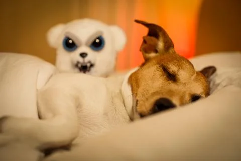 Dog having a nightmare or bad dream Stock-Fotos