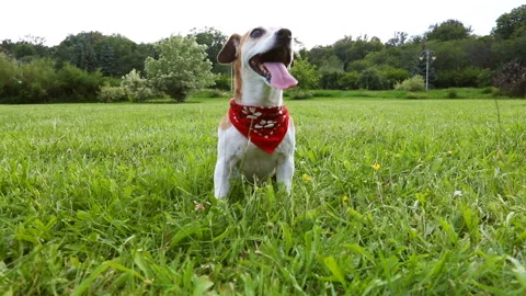 Dog having rest after active game. cute dog in red Kerchief sitting on the grass Stock-Footage 93084266